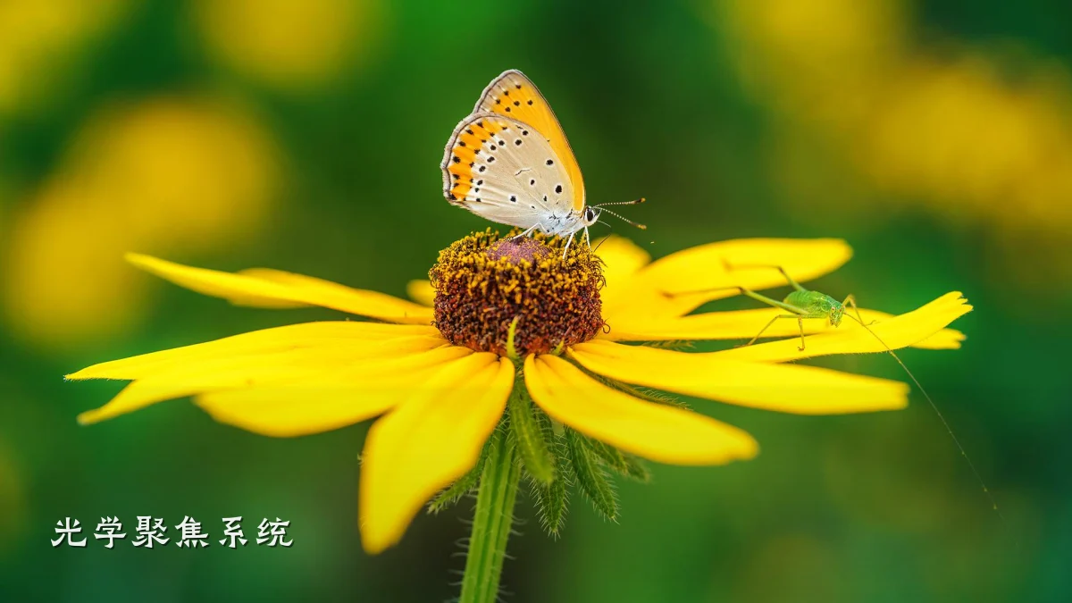 光学聚焦系统
