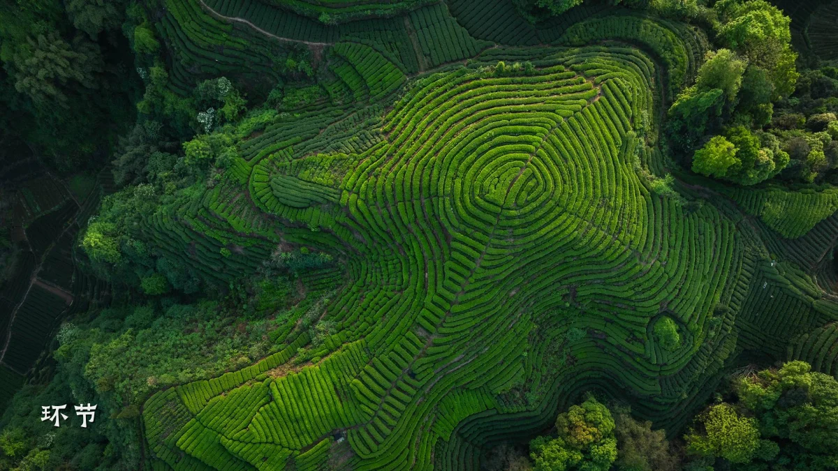 环节