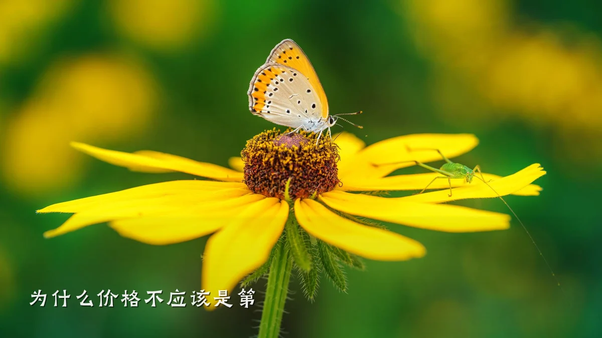 为什么价格不应该是第